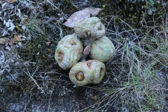 Acorns of falant, Quercus lamellosa