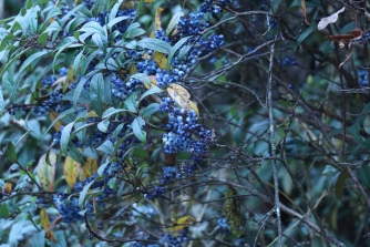 Berries of fragrant wintergreen, Gaultheria fragrantissima